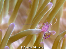I was really taken by this little shrimp trying to hang o... by Benita Vincent 